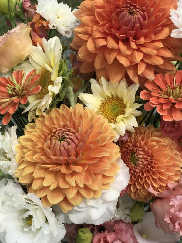 Dahlia Fall Blend Bouquet Subscription