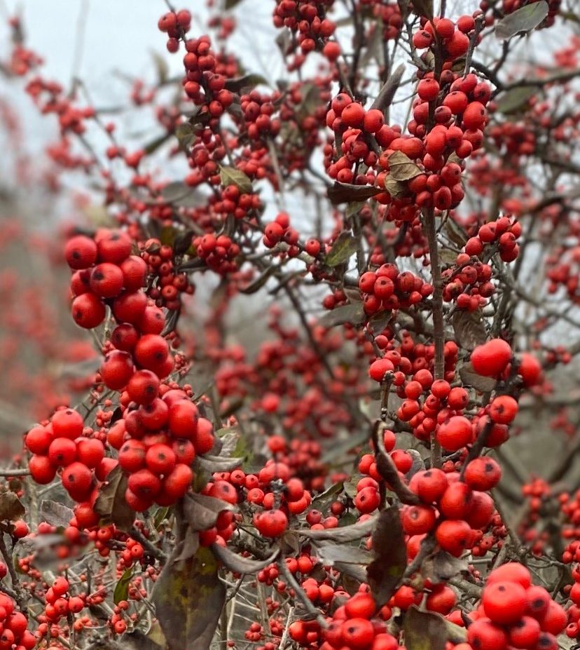 winter berry bunches